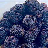 Fresh blackberries