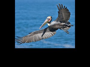Oiled brown pelican, photo by Alan Wilson