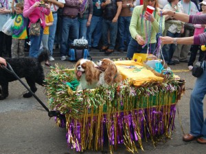 Dogs riding in Barkus
